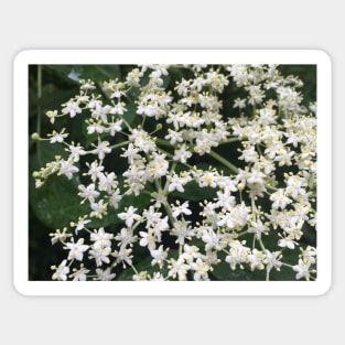 Elderberry Blossoms Sticker